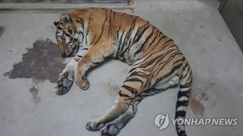 폐사 백두산 호랑이 사인은 ‘만성신부전에 의한 요독증’ 연합뉴스