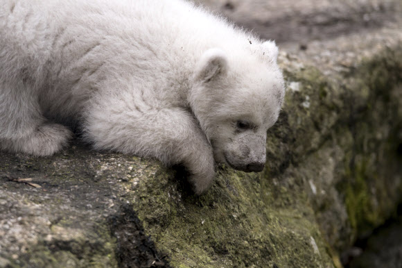 24일(현지시간) 독일 뮌헨의 헬라브룬 동물원에서 새끼 북극곰이 동물원을 둘러보고 있다. 이 새끼 북극곰은 지난해 11월 21일에 태어났다. AP 연합뉴스