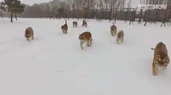 IN THE NOW Twitter / CCTV