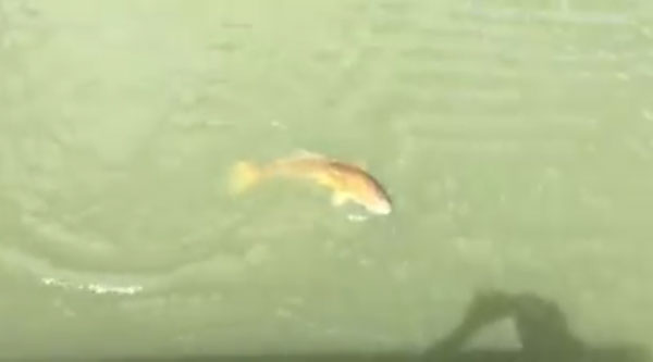 Bass Masters and Fish Experts Facebook