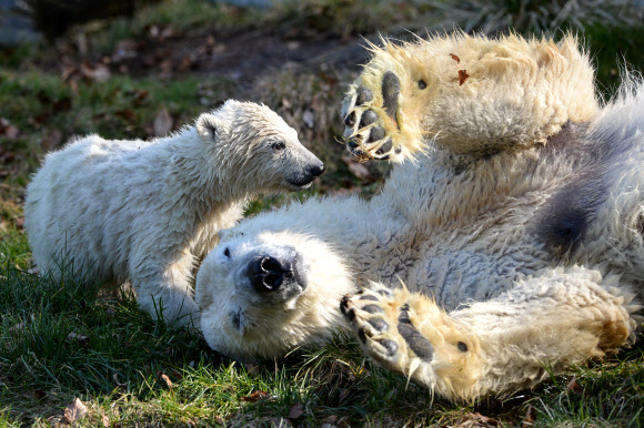 암컷 북극곰 새끼 ‘Nanuq’가 27일(현지시간) 뮐루즈 동물원에서 어미 북극곰과 함께 즐거운 한때를 보내고 있다. AFP 연합뉴스