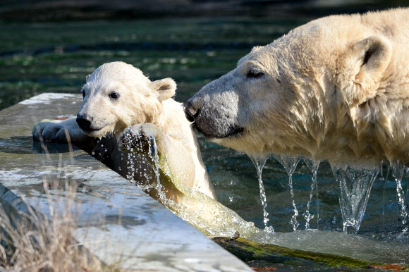 암컷 북극곰 새끼 ‘Nanuq’가 27일(현지시간) 뮐루즈 동물원에서 어미 북극곰과 함께 즐거운 한때를 보내고 있다. AFP 연합뉴스