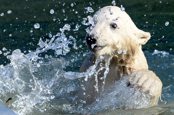 암컷 북극곰 새끼 ‘Nanuq’가 27일(현지시간) 뮐루즈 동물원에서 수영을 하고 있다. AFP 연합뉴스