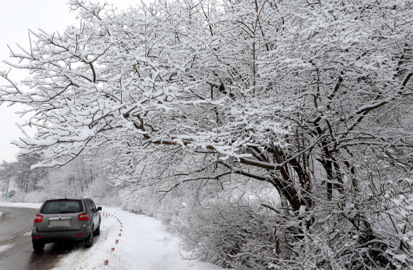 봄꽃 대신 눈꽃