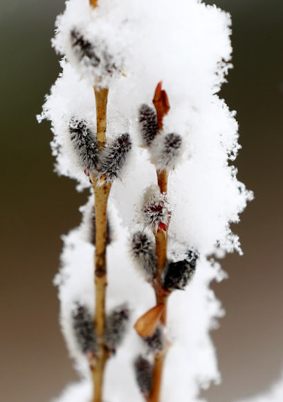 봄과 겨울의 공존
