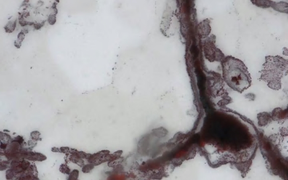 현미경으로 본 최초의 생명체 화석의 모습