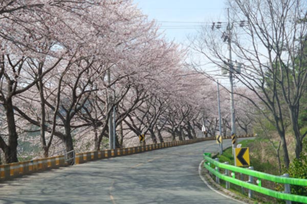 삼랑진 벚꽃길. 밀양시청 제공