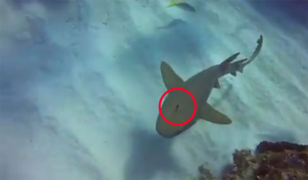 Cayman Brac Beach Resort facebook