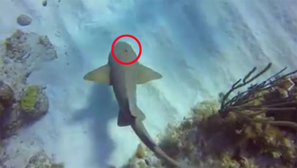 Cayman Brac Beach Resort facebook