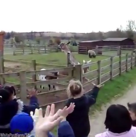 WhitePostFarm youtube