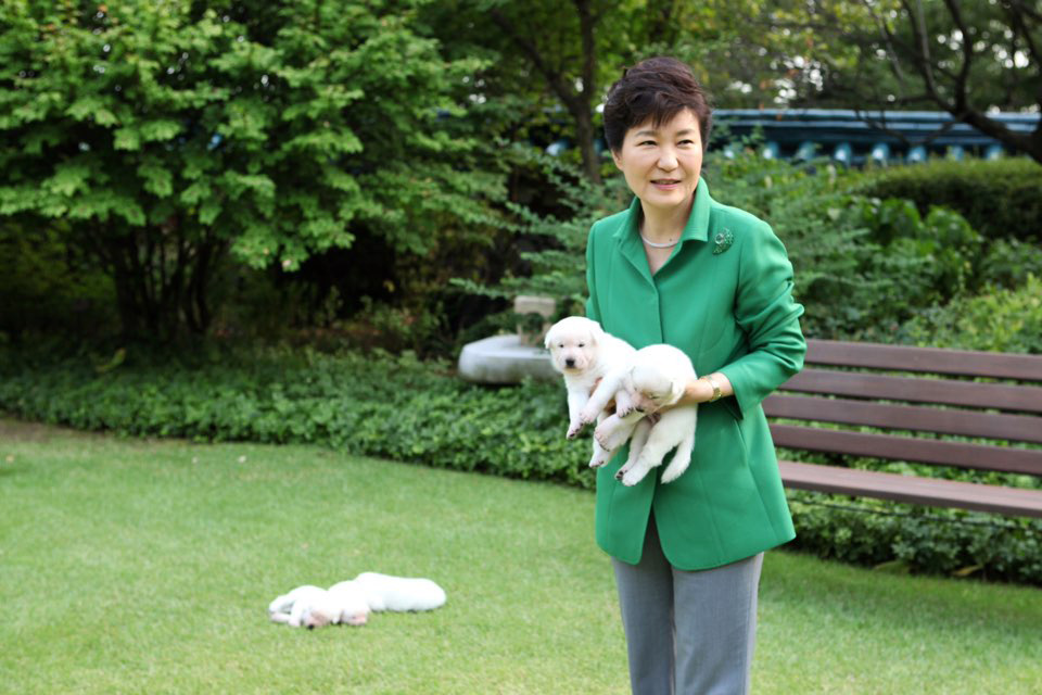 박근혜 대통령이 청와대 관저에서 키우는 진돗개 희망이와 새롬이가 낳은 새끼 강아지들. 청와대 제공