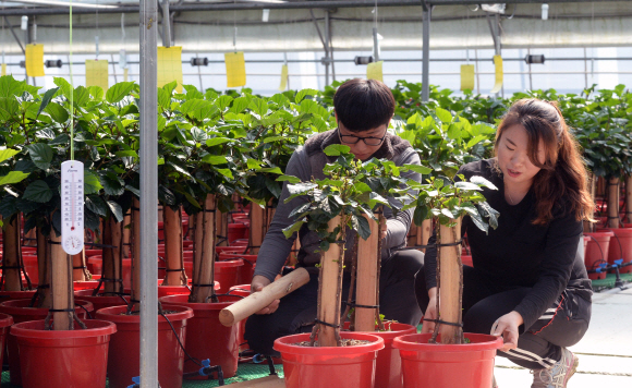 강씨 부부가 실내 장식용 화분을 만들기 위해 덴마크 무궁화 나무에 지주대를 묶고 있다.  음성 강성남 선임기자 snk@seoul.co.kr