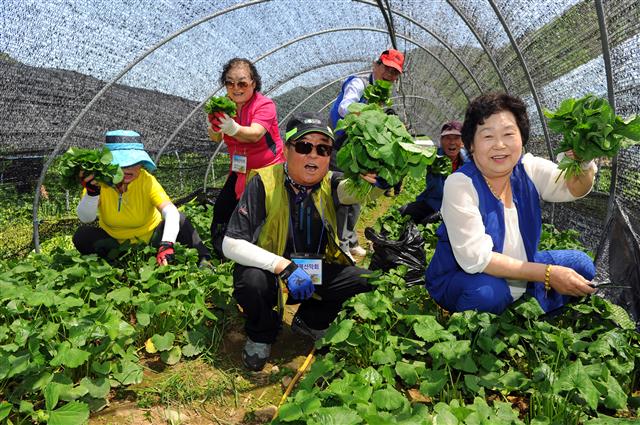 지난해 양구 곰취축제에서 참가자들이 곰취 채취체험을 하며 즐거워하고 있다.<br>양구군 제공