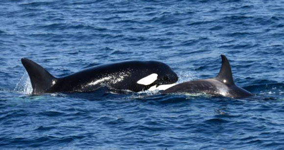 지난 15일 경북 울진 해역에서 범고래 어미와 새끼가 다정하게 헤엄치고 있다.  해양수산부 제공=연합뉴스