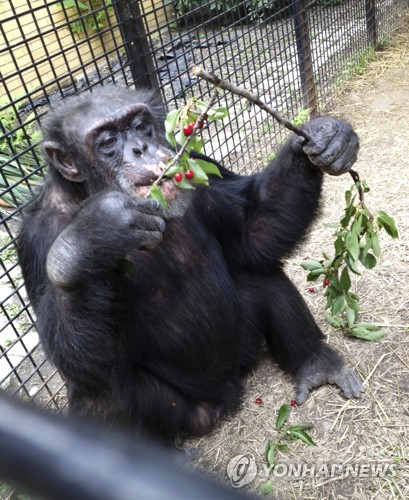침팬지에 ‘사람 지위’ 부여될까?…美법원 곧 판결 연합뉴스
