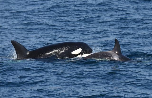 지난 15일 경북 울진 해역에서 유영을 즐기고 있는 범고래 어미와 새끼의 모습. 해양수산부 제공