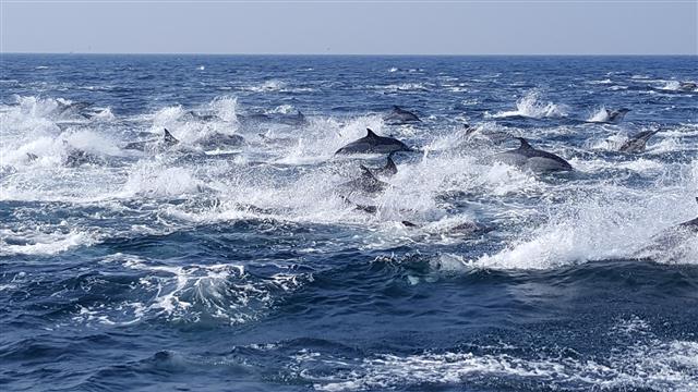 고래바다여행선에서 바라본 물을 가르는 돌고래들.   울산 남구 제공