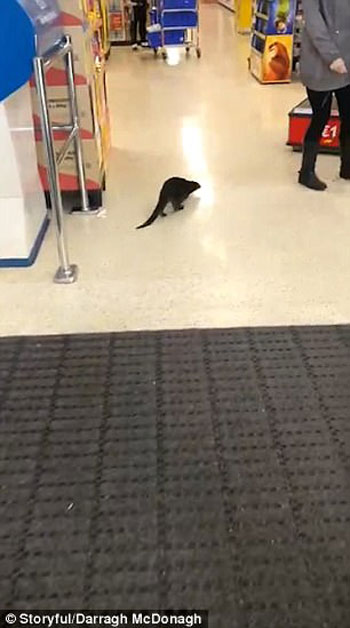 Darragh Mcdonagh Storyful