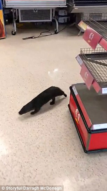 Darragh Mcdonagh Storyful