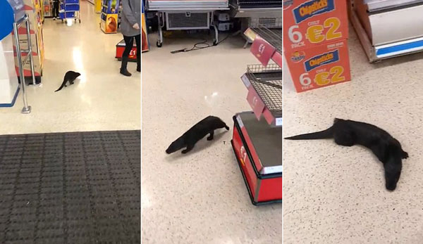 Darragh Mcdonagh Storyful