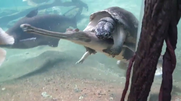 lincole 6echo youtube