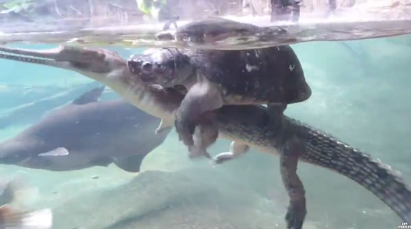 lincole 6echo youtube