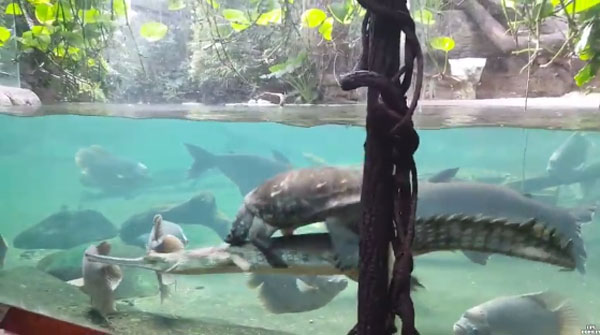 lincole 6echo youtube