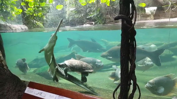 lincole 6echo youtube