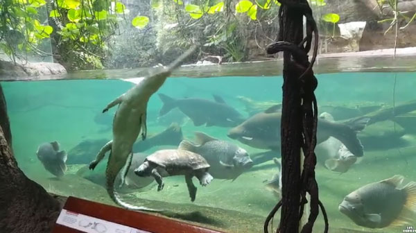 lincole 6echo youtube