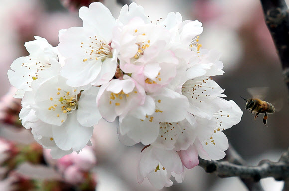 벚꽃 보며 벌이 왱왱