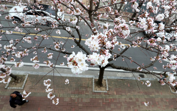 진해 벚꽃 활짝