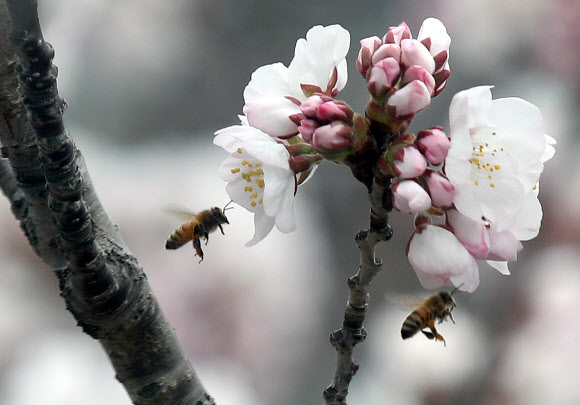 벚꽃보며 벌이 왱왱