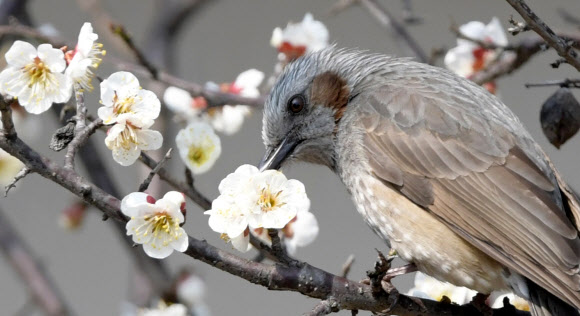 꿀 따는 직박구리
