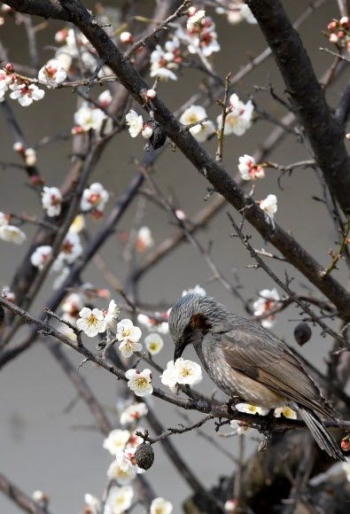 꿀 따는 직박구리