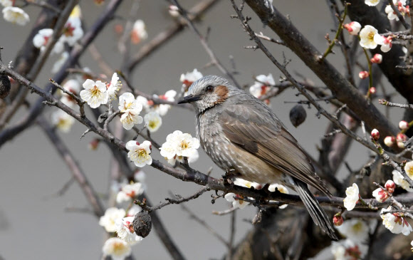 봄 꿀 따는 직박구리