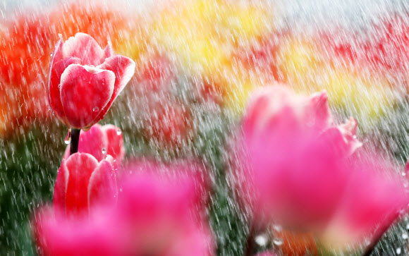 물 머금은 튤립