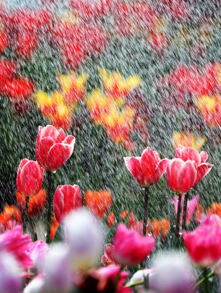 봄과 튤립