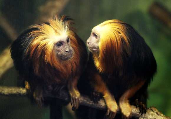 ’한국의 봄은 이렇구나’