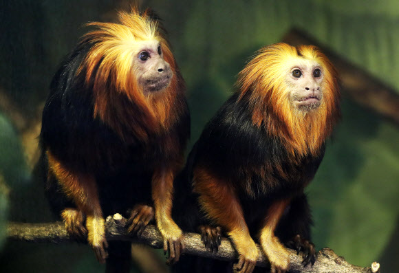 ’한국의 봄은 이렇구나’