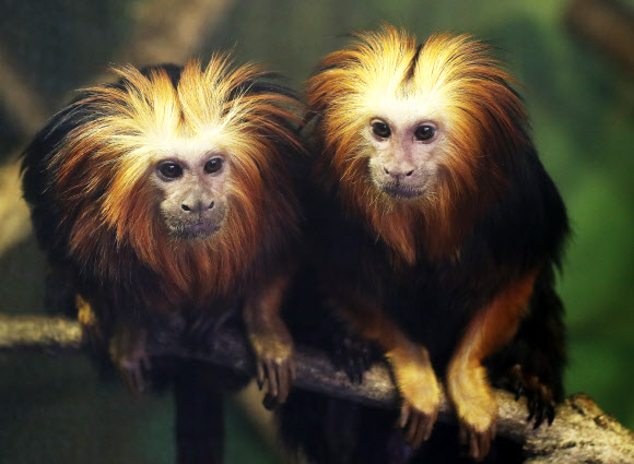 ’한국의 봄은 이렇구나’