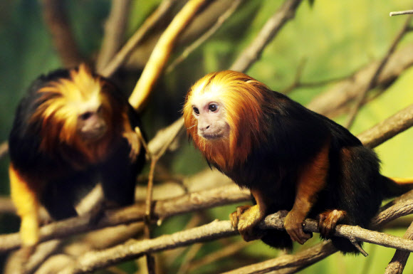 ’한국의 봄은 이렇구나’