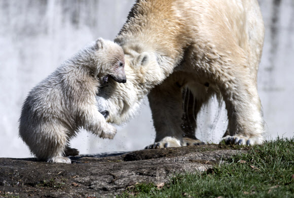 암컷 북극곰 새끼가 23일(현지시간) 독일 뮌헨 헬라브룬 동물원에서 어미와 장난을 치고 있다. AP 연합뉴스