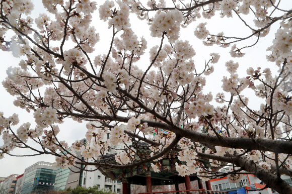 벚꽃 벌써 활짝 폈네