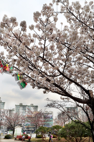 도심 속에 활짝 핀 벚꽃