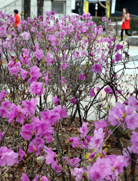 화사한 봄…진달래 활짝