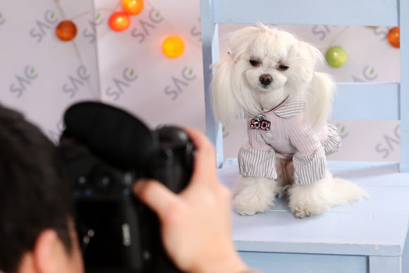 애완견 무료 촬영하는 행사 부스