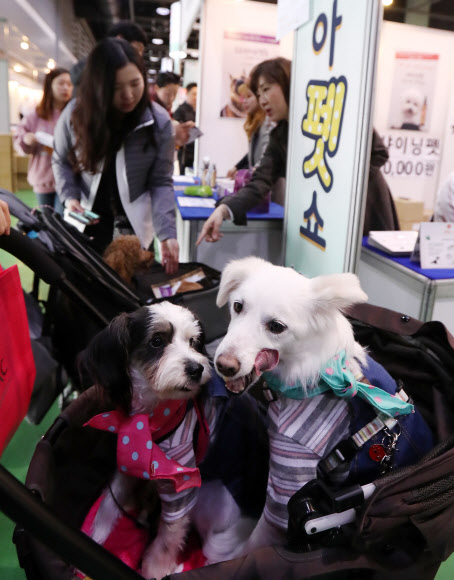 반려견과 함께하는 코리아펫쇼