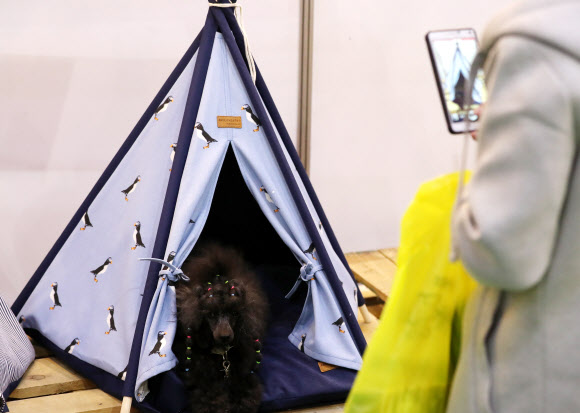 반려견 크기에 맞춘 텐트