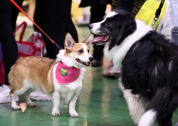 ’펫쇼에서 친구 만났네’