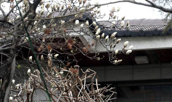 26일 서울 강남구 삼성동 박근혜 전 대통령 자택 정원의 목련이 꽃망울을 준비하고 있다. 박 전 대통령 영장여부의 결정 시기는 다음 주 초반이 유력하다는 전망이 검찰 안팎에서 나오고 있다.  연합뉴스